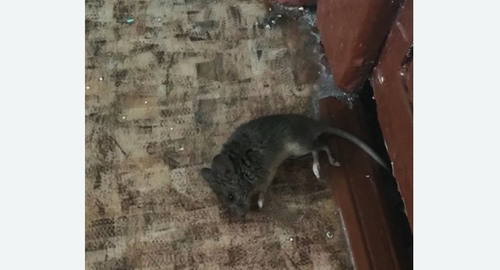 Дезинфекция от мышей в Махачкале